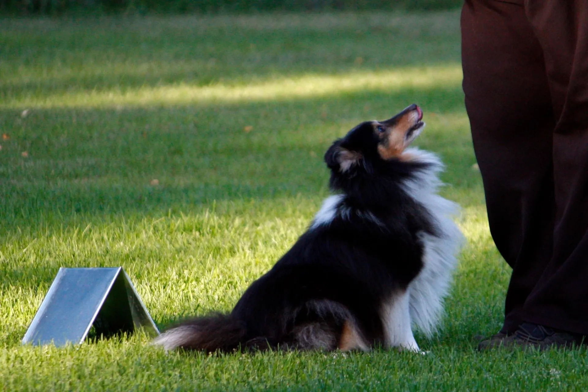 hund 6